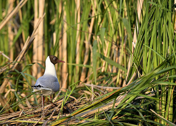 il gabbiano comune (larus ridibundus - common black headed gull foto e immagini stock