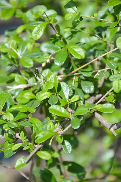 istock Carmona retusa leaves 505960418