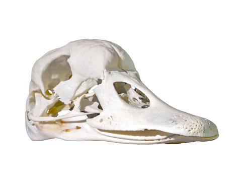 animal Skull isolated  on white