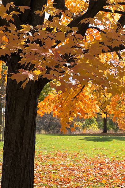 istock Changing Autumn Colors in Michigan 505960644