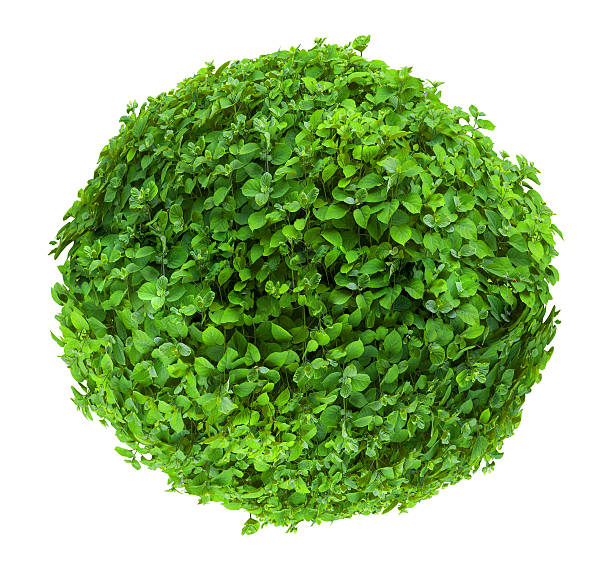 istock Fresh ball shaped bush isolated on white background 505960802