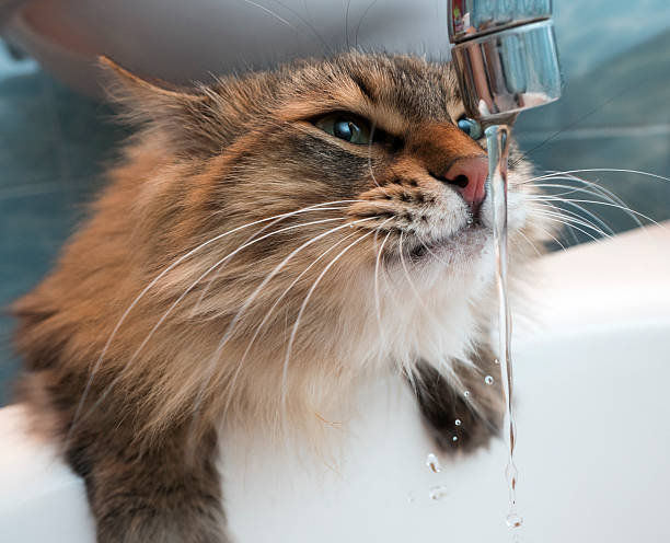 istock Funny cat with fangs drinking water in the bathroom 505961570