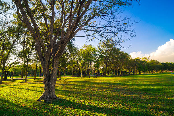 istock Garden background with blue sky. 505961620