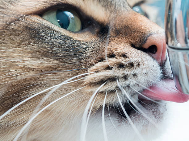 istock Funny cat with fangs drinking water in the bathroom 505961748