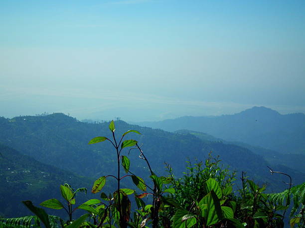 Plants in a Mountain The Kanchenjunga (in the Himalayas) is the third highest mountain in the world with an elevation of 8,586 m (28,169 ft) and lies partly in Nepal and partly in Sikkim, India. tiger hill stock pictures, royalty-free photos & images