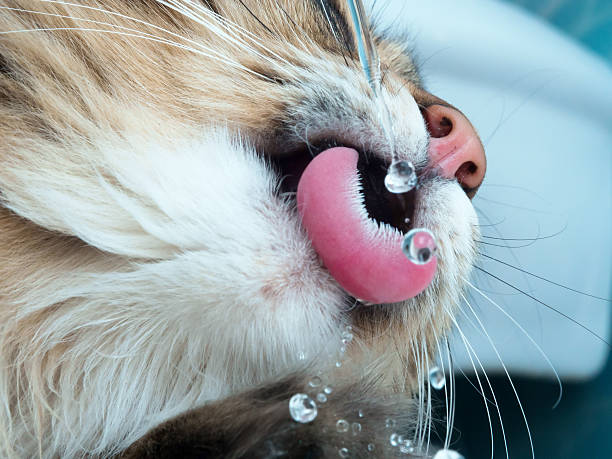 istock Funny cat with fangs drinking water in the bathroom 505962008