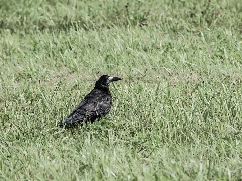 Black crow sitting in the green grass
