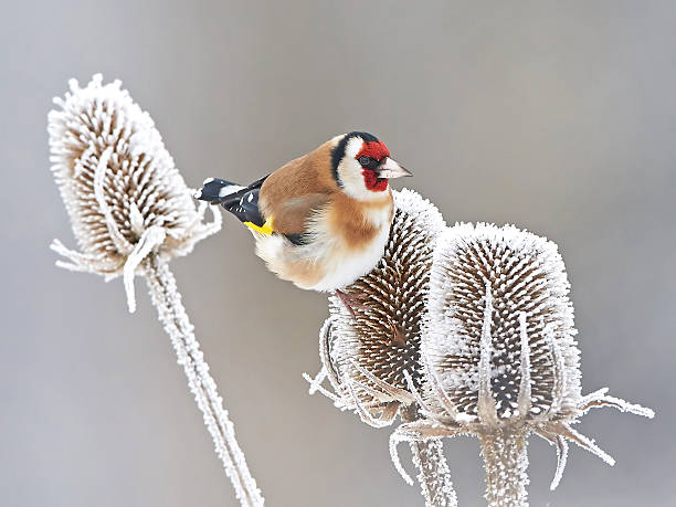 istock European Goldfinch (Carduelis carduelis) 505962930