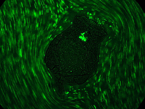 Zooplankton filtering fluorescent bacteria A rotifer (zooplankton) filtering bacteria previously labelled with a green fluorescent compound. The movement of the mouth mechanism of the rotifer Brachionus plicatilis creates a circular movement of the bacteria around the rotifer. rotifera stock pictures, royalty-free photos & images