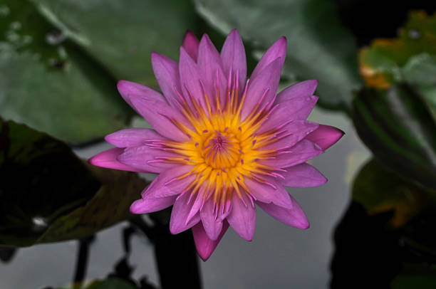 istock blossom lotus flower 505964068