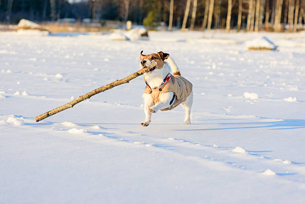 istock Dog enjoying winter sunny weather 505964528