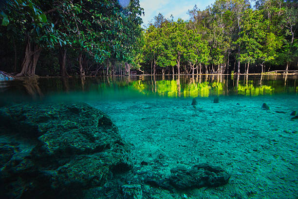 istock Emerald Pool in Krabi Thailand 505964800