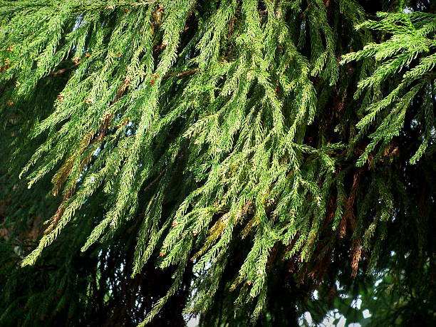 Cryptomeria leaves Needle-shaped leaves of Cryptomeria sp. which is an Evergreen Coniferous tree found in Temperate forests. cryptomeria stock pictures, royalty-free photos & images