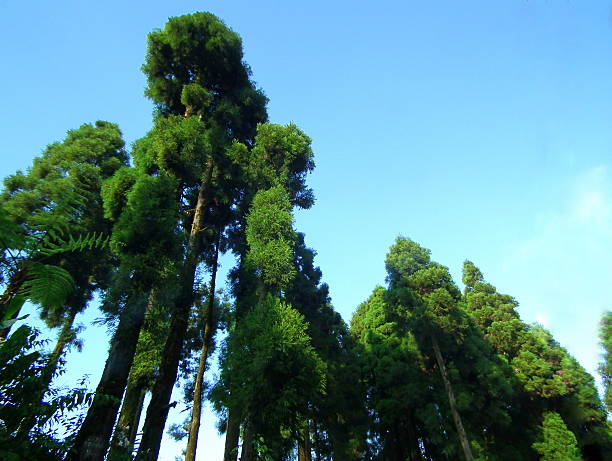 Tall forest trees Evergreen Coniferous trees in the hills of Darjeeling, India cryptomeria stock pictures, royalty-free photos & images