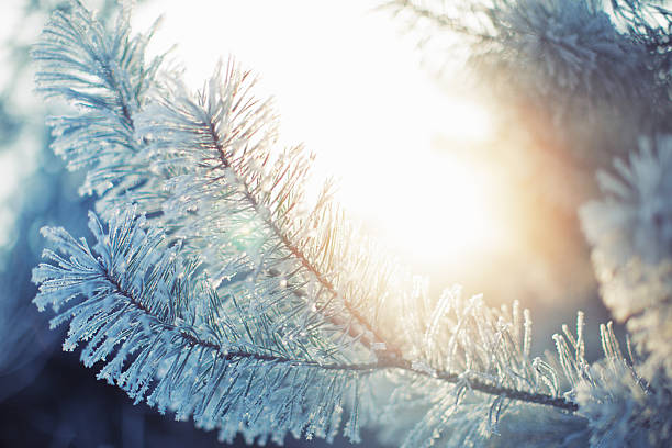 istock Frosted pine branches. Winter in the woods 505966496