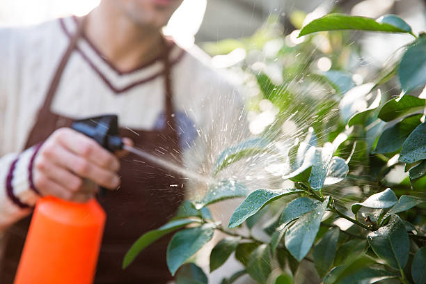 istock Closeup of man gardener spraying plants using water pulverizer 505966550