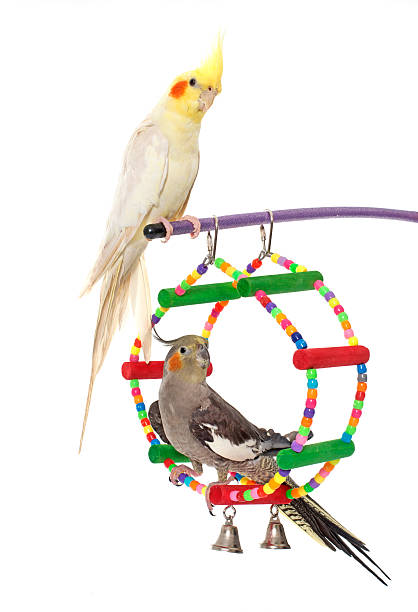 playing parakeet and Cockatiel