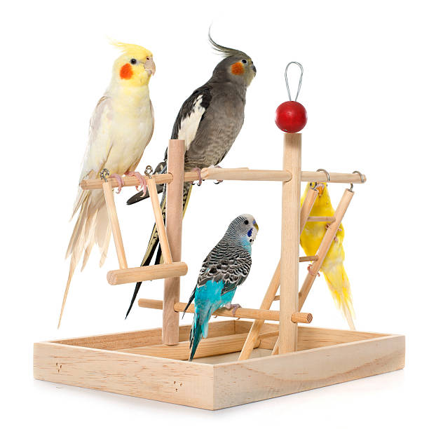 istock playing parakeet and Cockatiel 505967258