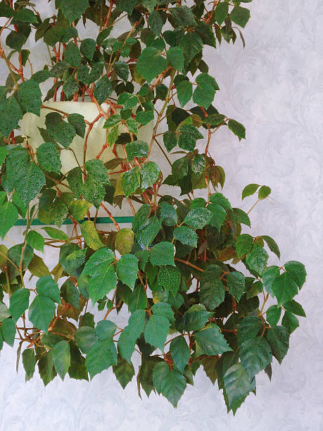 istock rhoicissus rhombic - room birch 505967700