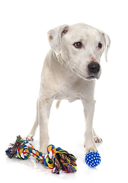 istock old american staffordshire terrier 505967998