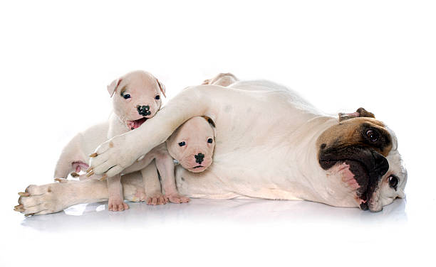 mother and puppies american bulldog mother and puppies american bulldog in front of white background american bulldog stock pictures, royalty-free photos & images