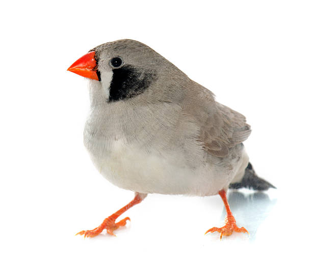 male Zebra finch Zebra finch in front of white background zebra finch stock pictures, royalty-free photos & images
