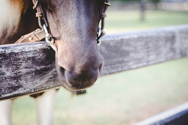 istock Horse muzzle and chin groove lay down on a stable 505968692