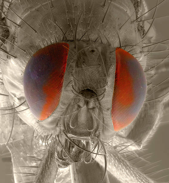 istock Lord of the Flies 505968698