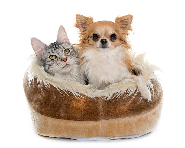 istock maine coon cat and chihuahua 505968734