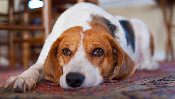 istock Go Away, Dog Gone It! 505969122