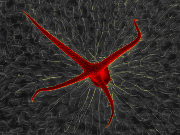 突起、arabidopsis リーフヘア - arabidopsis thaliana ストックフォトと画像