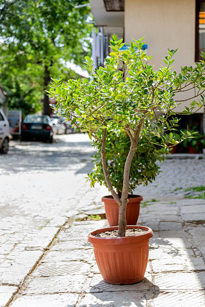 istock Street trees vase 505969508