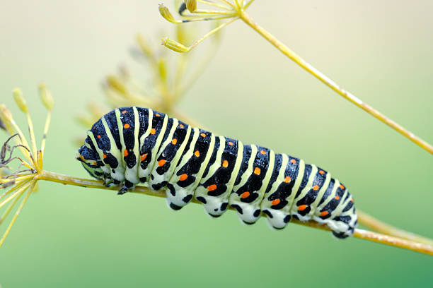 istock European Swallowtail caterpillar 505969836
