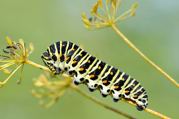 istock European Swallowtail caterpillar 505969966