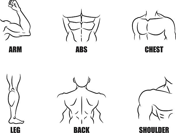 강력한 근육 기호까지 설정 - human muscle back muscular build men stock illustrations