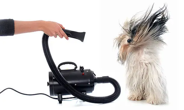 Photo of Hair dryer for dog