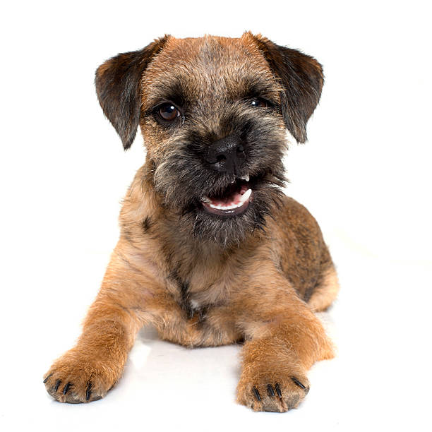 growling border terrier purebred border terrier in front of white background border terrier stock pictures, royalty-free photos & images