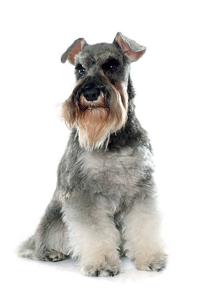 gray miniature schnauzer gray miniature schnauzer in front of white background schnauzer stock pictures, royalty-free photos & images