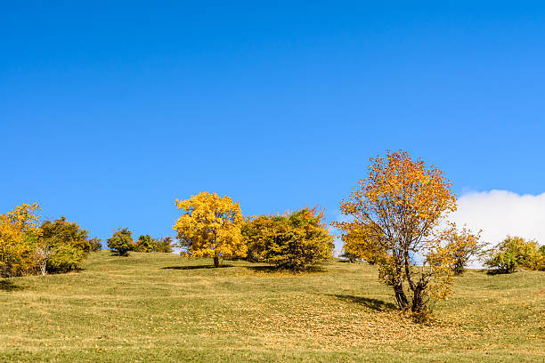 istock Beautiful orchard in a sunny autumn day. 505971718
