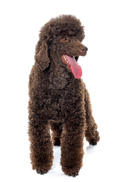 istock female brown poodle 505971736