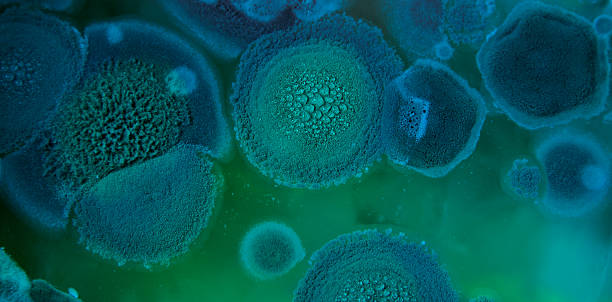 istock Aspergillus fumigatus 505972294