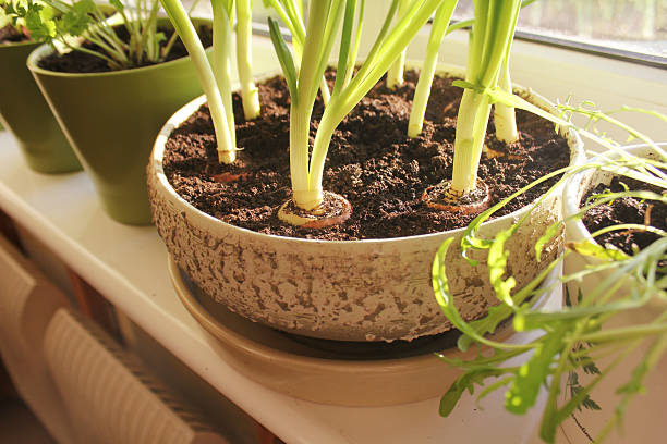 istock fresh herbs growing in pot on windowsill 505972938
