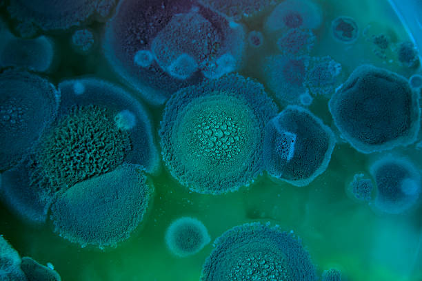 흑국곰팡이 - microbiology 뉴스 사진 이미지