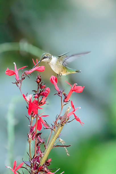 istock Hummingbird & Red Flower 505973702