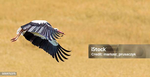 Stork In Flight In Suwalki Landscape Park Poland Stock Photo - Download Image Now - Agricultural Field, Animal, Animal Wildlife