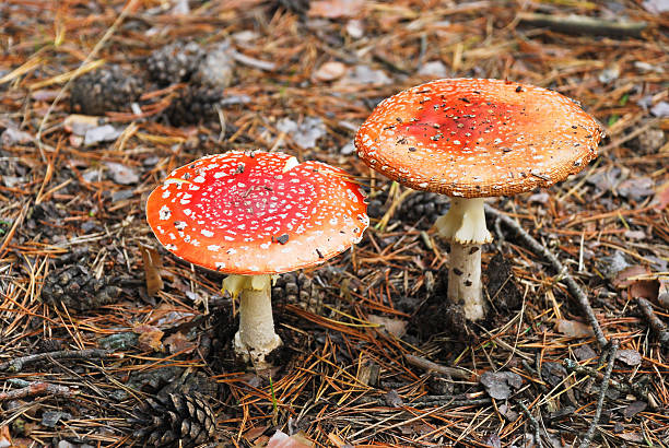 istock two fly agaric poisonous mushrooms in autumn 505976331