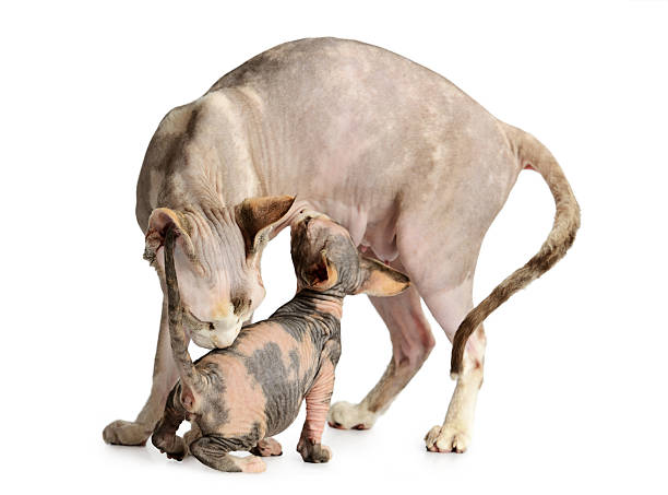 istock kitten brood feeding by mother cat 505976469