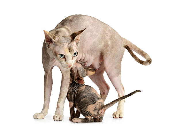istock kitten brood feeding by mother cat 505976473