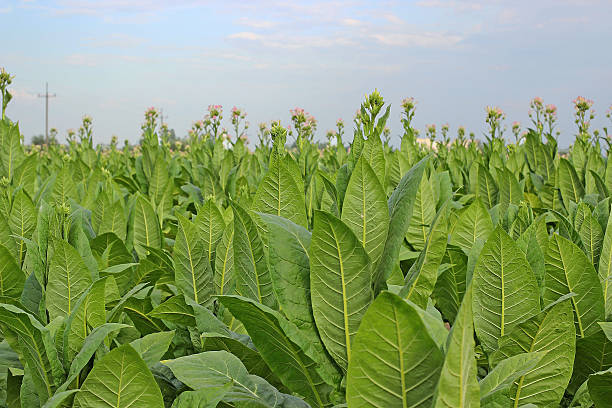 istock growing tobacco on a field 505976921