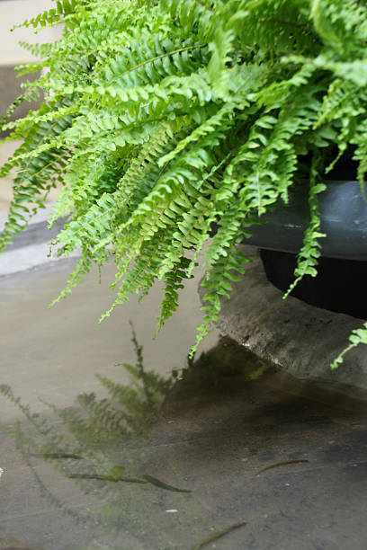 ferns sobre el agua fresca de desenfoque ligero - water rainforest frond tropical climate fotografías e imágenes de stock